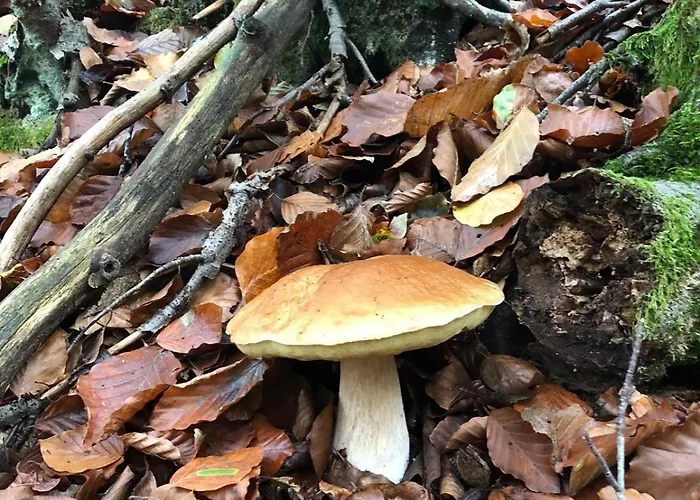 Da Nora Alojamento de Acomodação e Pequeno-almoço